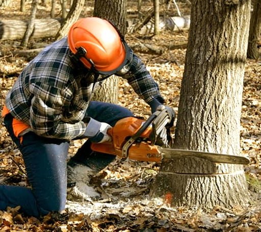 Tree Removal in Pollock, SD